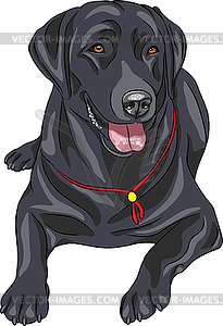 Sketch dog breed Labrador Retriever - vector clipart