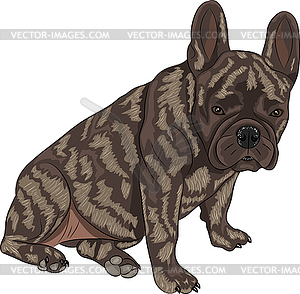 French bulldog - vector image