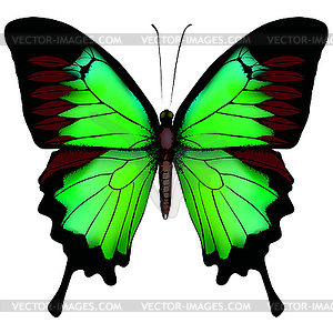 Зеленая бабочка - стоковое векторное изображение