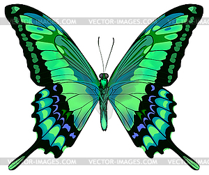 Beautiful blue green butterfly - vector EPS clipart