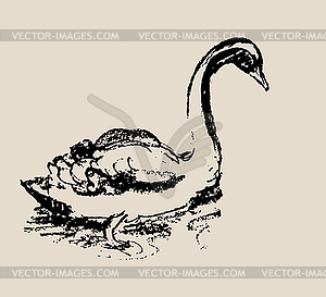 Beautiful Swan Sketch - vector clipart