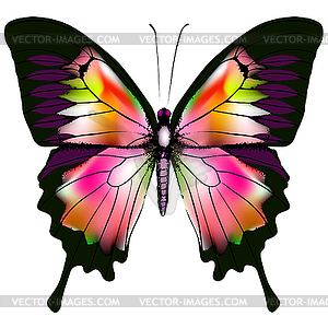 Butterfly - vector clipart