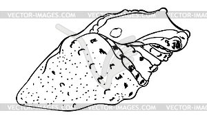 Decorative seashell design - vector clipart / vector image