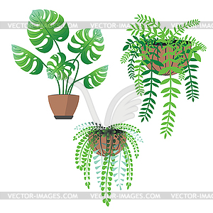 House plants - vector image