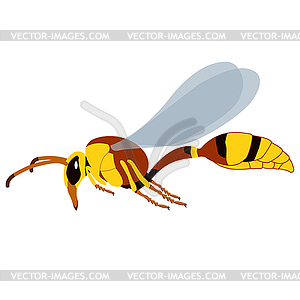 Realistic Wasp - vector clip art