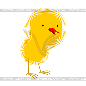 Fluffy yellow chick chicken. Little Chick - royalty-free vector clipart
