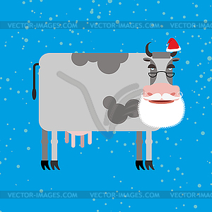 Cow Santa Claus. Farm animal with beard and - vector image