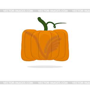 Square pumpkin. Unusual Vegetable for Halloween. - vector image