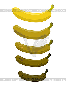 Banana. Stage of rotting banana. Beautiful yellow - royalty-free vector clipart