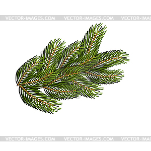 Spruce branch. Christmas tree branch to desi - vector clipart