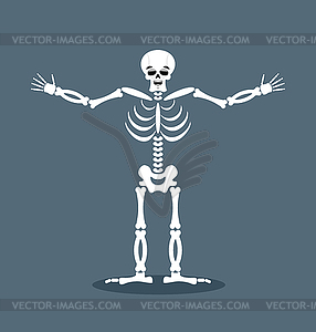 Happyl skeleton stretched out his arms in an - color vector clipart