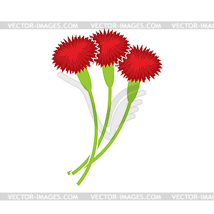 Carnation . Floral bouquet. Three re - vector clip art
