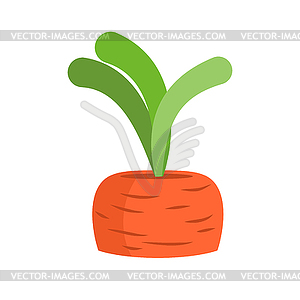 Морковь растет. Свежие овощи - векторное изображение
