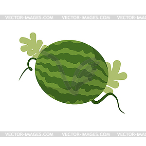 Watermelon growing . Fruit with leaves - vector clip art