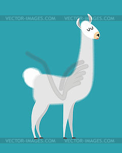 Lama . Cute alpaca animal. South American mammal - vector clip art