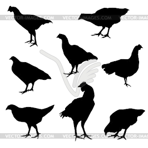 Chicken set - vector clipart