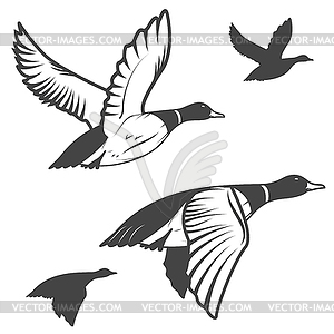 Wild duck - vector EPS clipart