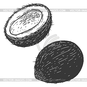 Coconuts s . Design elem - vector clipart