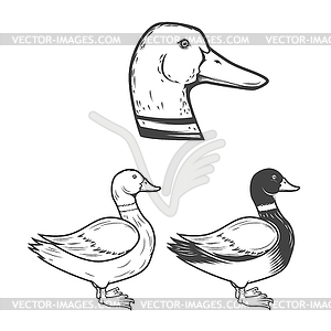 Set of duck s . Desi - vector image