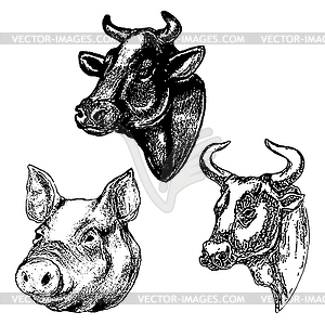 Cow and pig heads . Desig - vector image