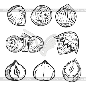 Set of hazelnuts icons . Design elem - vector clip art