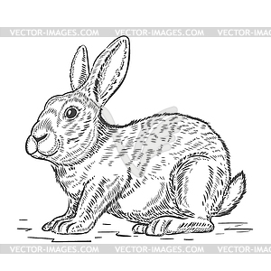 Rabbit . Design element - white & black vector clipart