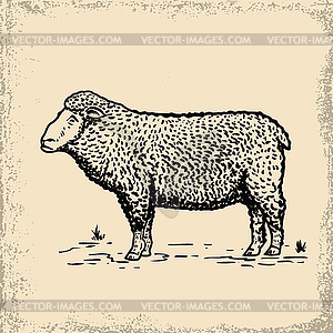 Sheep on grunge background. Design element for menu - vector image
