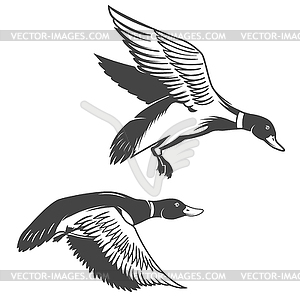 Set of wild ducks icons . Design ele - vector image