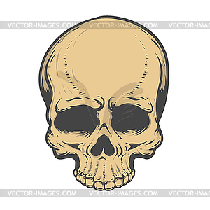 Skull . Design elements - vector clip art