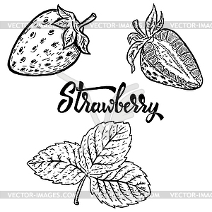 Set of strawberry. Design elements for logo, - vector image