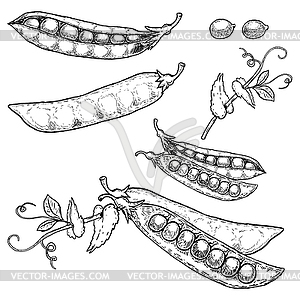 Set of peas s - vector image