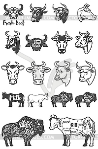 Big set of cow heads and silhouettes. Design - vector clipart