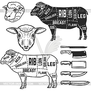 Lamb cuts butcher diagram. Design element for - vector image