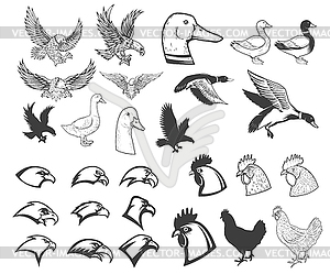 Set of birds s. Eagle, duck, goose, chicken. Design - vector clipart