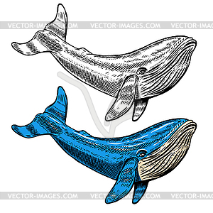 Whale . Swimming - vector clipart / vector image
