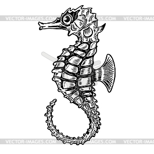 Seahorse . Design eleme - vector clip art