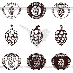 Set of brewery emblems. Beer hope s. Design elements - vector clipart