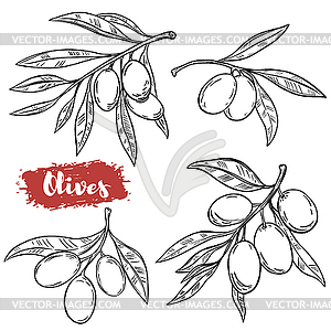 Set of olive s - vector clipart