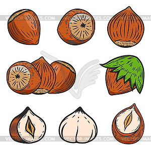 Set of hazelnuts icons . Design elem - vector image