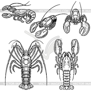 Set of lobster s . Desig - vector clip art