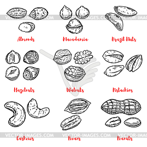 Set of nuts s. Design elements for poster, menu. Vec - vector image