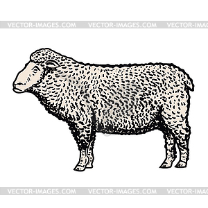 Sheep . Design element for logo, label, emblem, sign - vector clipart