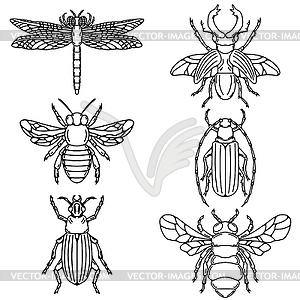 Set of beetle s  - vector clipart