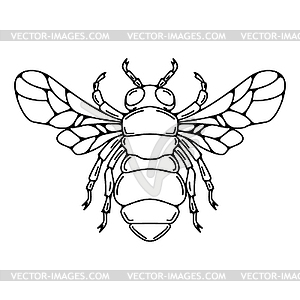 Bee in line style  - stock vector clipart