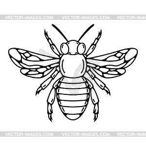 Bee  - vector image