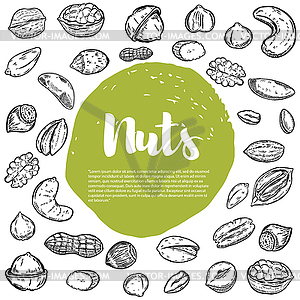 Cashew, hazelnut, walnut, pistachio, pecan nuts. - vector image