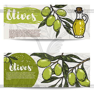 Set of olive oil flyers. Olive branch. Design - vector image