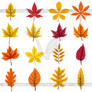 Set of autumn leaves . design element - vector image