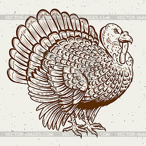 Turkey . Thanksgiving theme - vector image