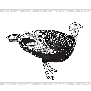 Turkey . Thanksgiving theme - vector image
